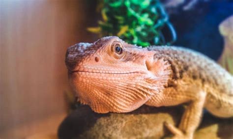 Reptiles for rescue. Things To Know About Reptiles for rescue. 